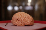 Gummy Human Brain Prop