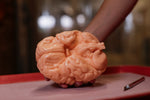 Gummy Human Brain Prop