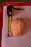 Gummy Human Brain Prop