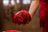 Gummy Human Brain Prop