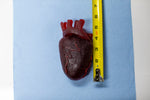 Gummy Human Heart Prop