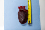 Gummy Human Heart Prop