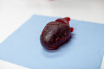 Gummy Human Heart Prop