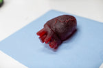 Gummy Human Heart Prop