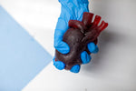 Gummy Human Heart Prop