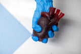 Gummy Human Heart Prop